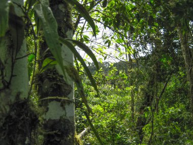 Ormanın içinden bak.