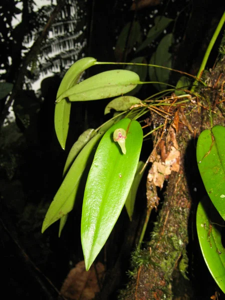 Gelbe Orchidee Die Auf Den Bäumen Des Dschungels Wächst — Stockfoto