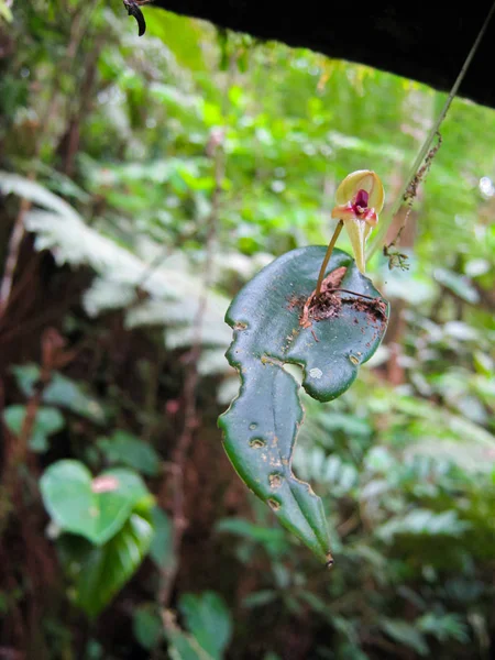 Schwimmende Gelbe Orchidee Charakteristisch Für Die Wälder Von Bagua Peru — Stockfoto