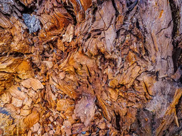 Raue Alte Baum Holz Hintergrund — Stockfoto
