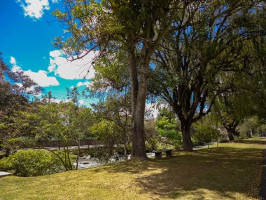 Parkta güneşli bir gün, açıklıkta ağaç gölgeleri olan güneş ışığı.