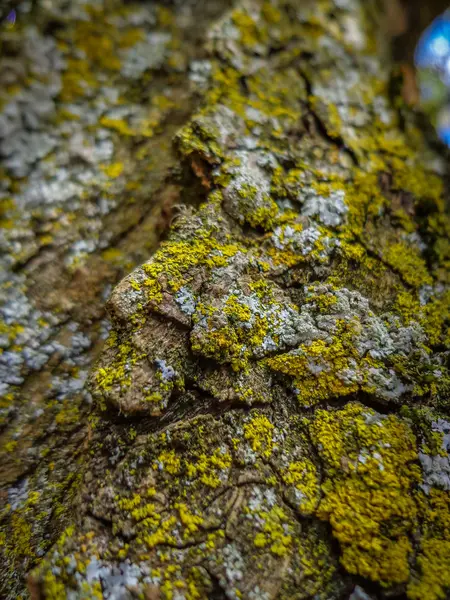 Detail Lišejníku Kmeni Stromu — Stock fotografie