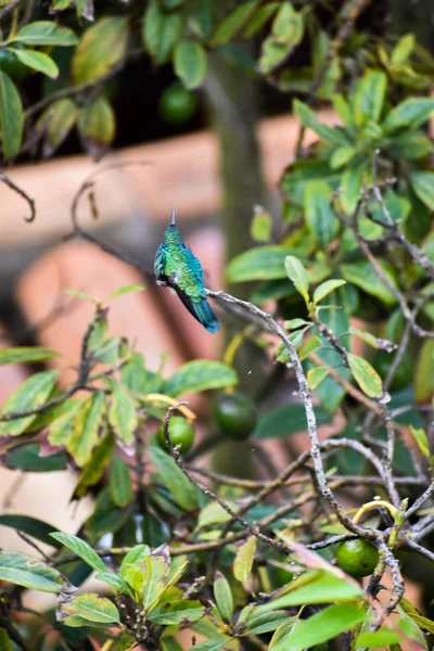 Hummingbird Resting Tree Branch — Stock Photo, Image