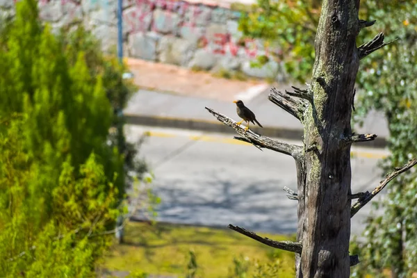 Trockener Baumstamm Und Ein Vogel Der Darauf Hockt — Stockfoto
