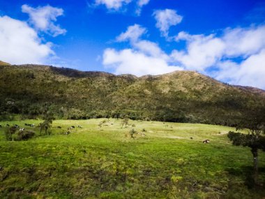 Peasant landscape with vast vegetation and trees, the blue sky has few clouds