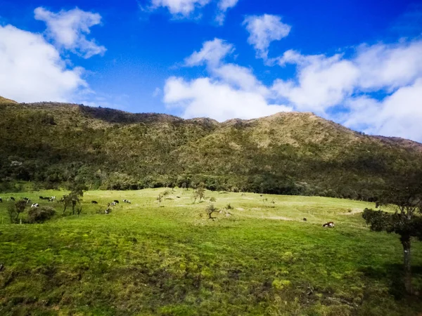 Bäuerliche Landschaft Mit Riesiger Vegetation Und Bäumen Der Blaue Himmel — Stockfoto