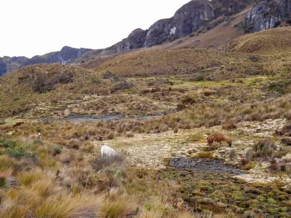 Paisaje Dentro Del Parque Nacional Cajas Con Llamas Pastando — Foto de Stock