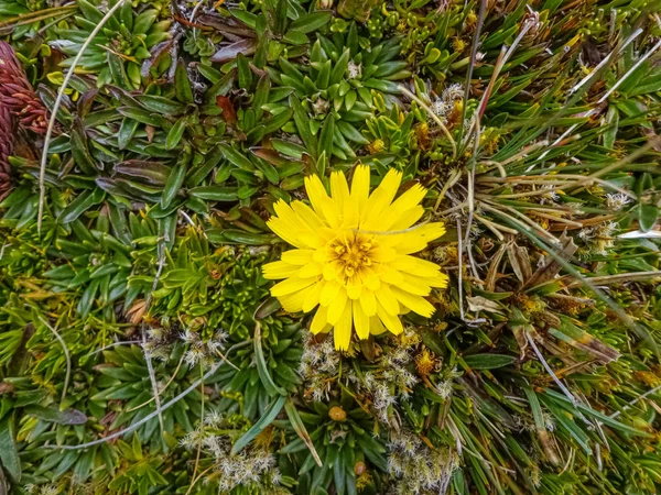 Žlutý Květ Paramu Převládající Flóra Národním Parku Cajas — Stock fotografie