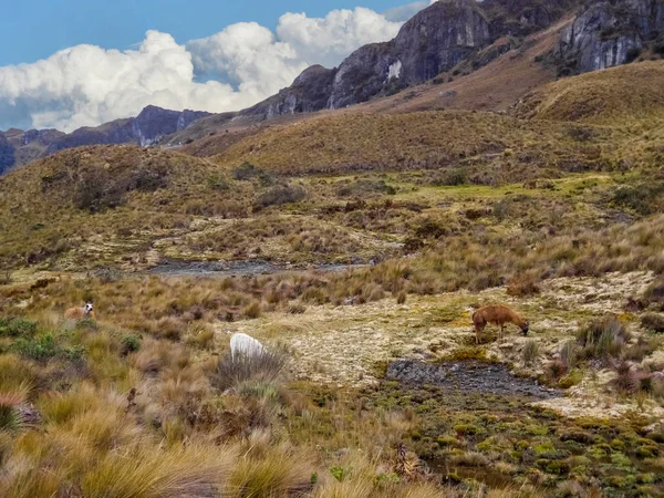 Paisaje Del Páramo Del Parque Nacional Cajas Con Dos Alpacas — Foto de Stock