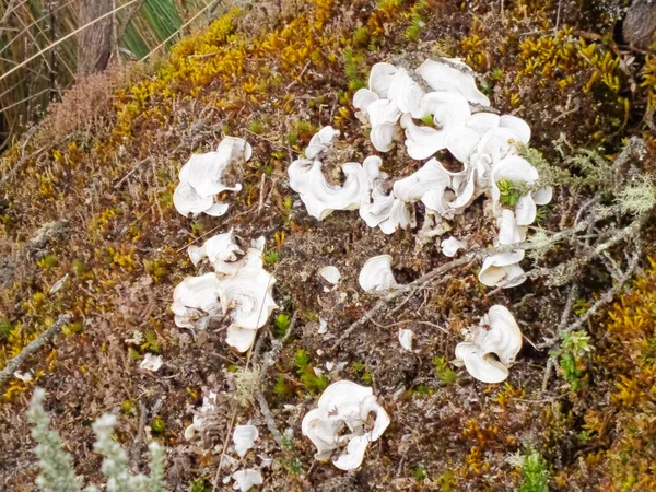 地衣類 苔が生息する岩 — ストック写真