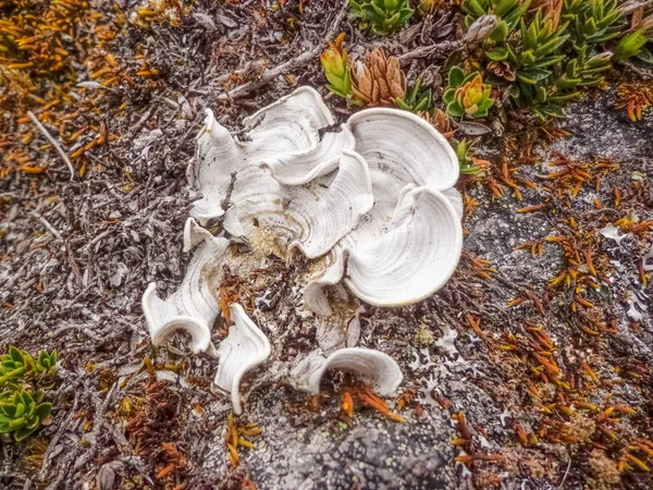 Lichens Moss Fungi Attached Rock — Stock Photo, Image