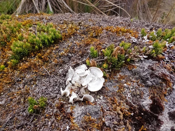 Rock Inhabited Fungi Lichens Moss — Stock Photo, Image