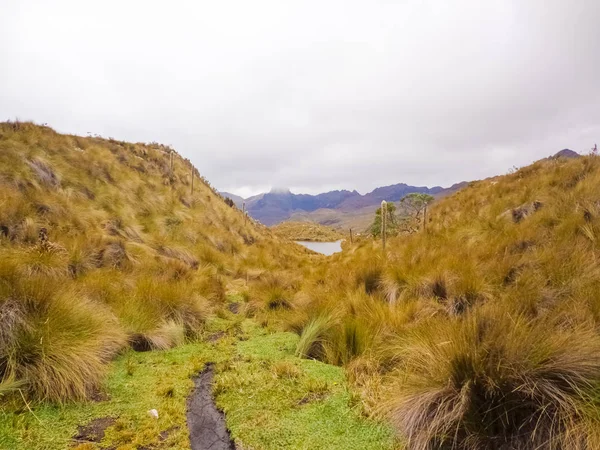 Highlighted Vegetation Andean Paradise — Stock Photo, Image