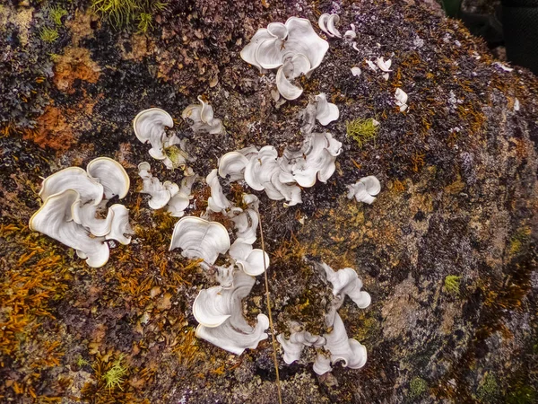 キノコとモーセは パラモの雨の環境で岩を共有します — ストック写真