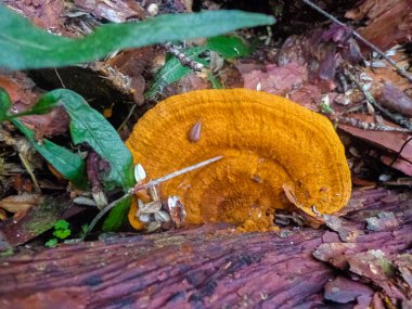 Çürümüş bir gövdenin yüzeyindeki temel tümör.