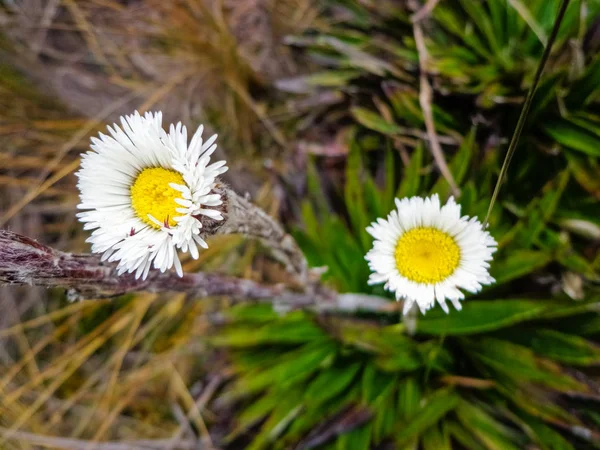 Dvě Bílé Květy Okvětních Lístků Národním Parku Cajas — Stock fotografie