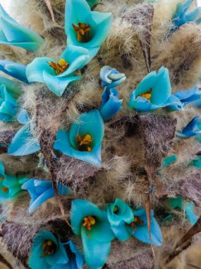 Bromeliad ailesinin en yaşlı temsilcisi Puya 'nın mavi cildini kapatın.