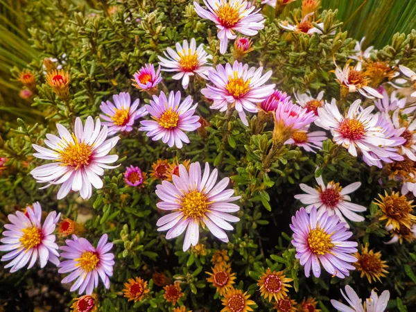 カハス国立公園のパラモに見られる花の花束 — ストック写真