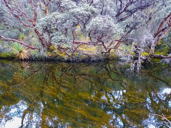 Reflection of paper trees in a lake in the Cajas National Park, vegetation inside the lake can be appreciated due to the clarity of the water