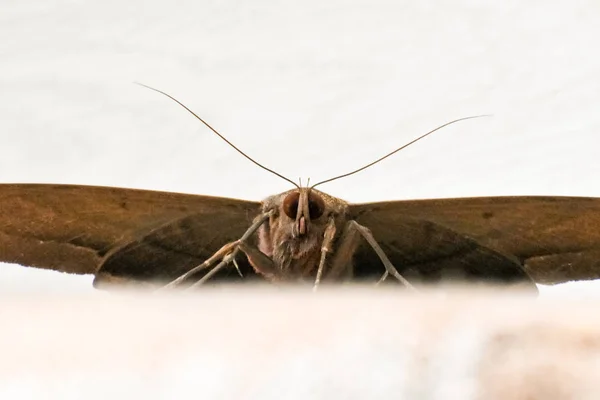 Close Van Een Nachtvlinder Met Uitgestrekte Vleugels Een Oppervlak — Stockfoto