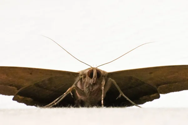 Vooraanzicht Van Een Nachtvlinder Rustend Een Behaard Oppervlak — Stockfoto