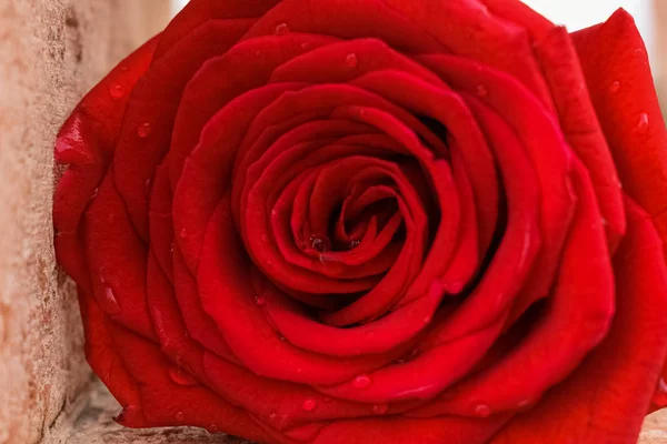 Close Uma Rosa Vermelha Deitada Uma Parede — Fotografia de Stock