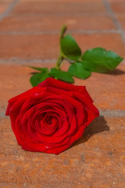 Rosa Vermelha Com Tronco Descansando Chão Tijolo — Fotografia de Stock