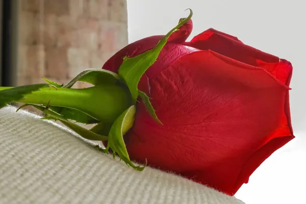 Vista Lateral Uma Rosa Vermelha Deitada Uma Almofada — Fotografia de Stock