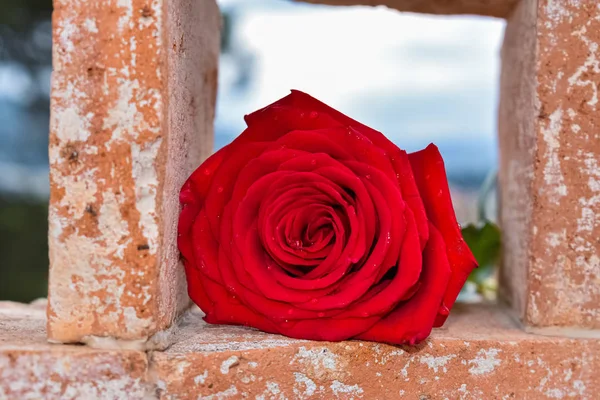 Rosa Vermelha Emoldurada Uma Pequena Janela Tijolo — Fotografia de Stock