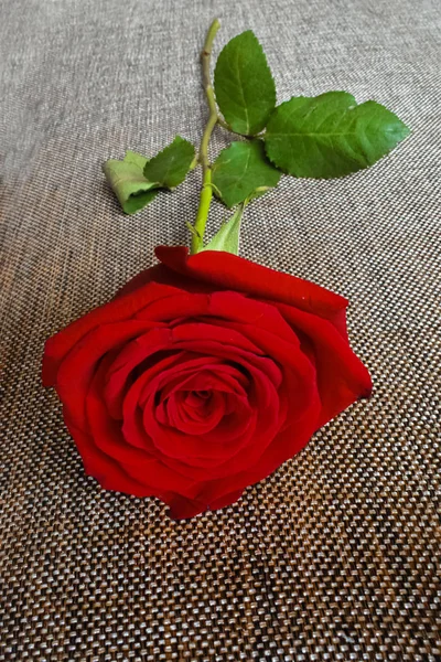 Red rose with stem resting on a brown fabric cushion