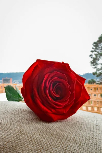 Rosa Vermelha Descansando Uma Almofada Tecido Bege — Fotografia de Stock