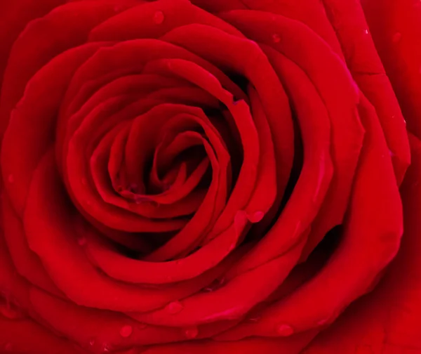 Close Uma Rosa Vermelha Com Algumas Gotas Água Férias Aniversário — Fotografia de Stock