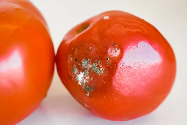 Rotfaule Tomate Mit Schimmel Auf Weißem Hintergrund lizenzfreie Stockfotos