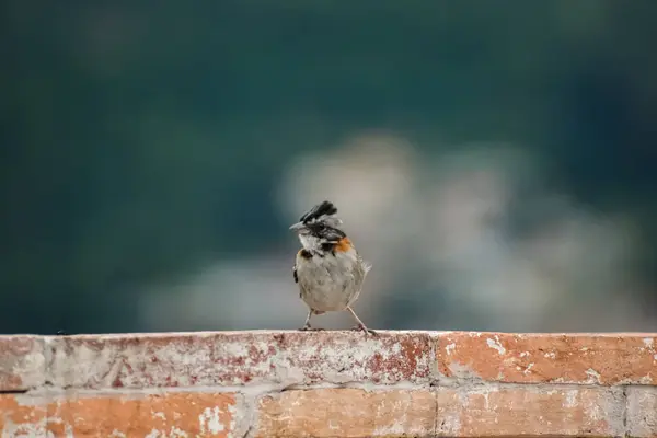 Pajarito Encaramado Una Pared Ladrillos Rojos — Foto de Stock