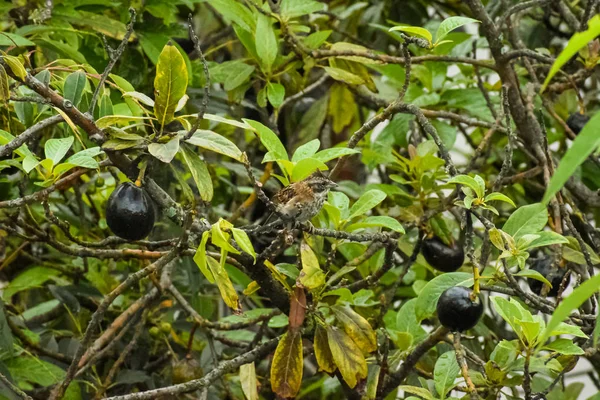 Kleiner Vogel Auf Dem Ast Eines Avocadobaumes — Stockfoto
