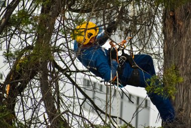 Arborist using his safety equipment to perform tree pruning work