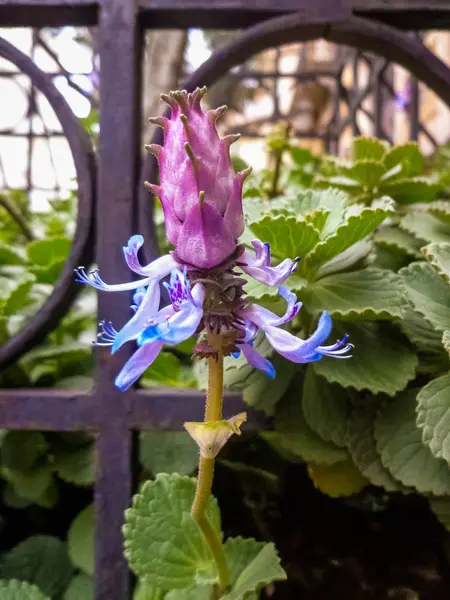 Bicolor Flower Blue Purple Peeking Black Metal Bars Garden — 图库照片