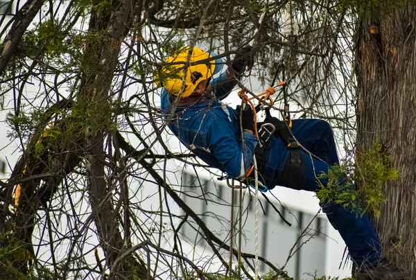 Arborist Pomocí Svého Bezpečnostního Vybavení Provádět Prořezávání Stromů — Stock fotografie