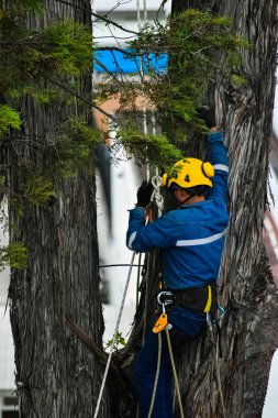 Man descending from a tree after pruning