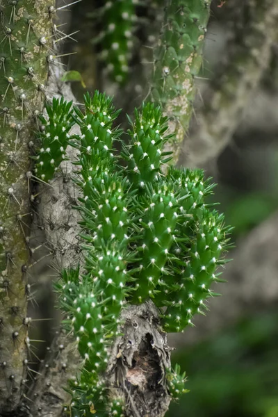 Groene Doornige Toppen Van Cactus Een Set Langwerpige Cactusknoppen Met — Stockfoto