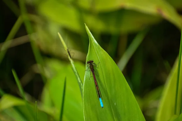 Damselfly Descansa Sobre Una Hoja Verde Insecta Una Hoja Verde — Foto de Stock