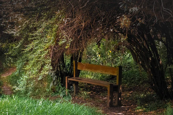 Natural color wooden bench in a forest or park with enough vegetation.