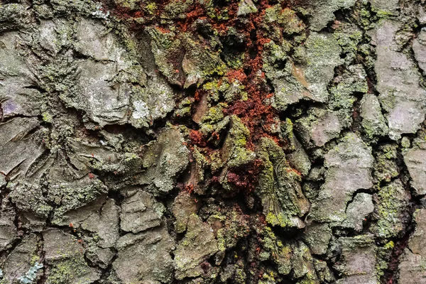 Κοντινό Πλάνο Ακατέργαστου Φλοιού Δένδρων Ανάπτυξη Βρύων Στην Επιφάνειά Του — Φωτογραφία Αρχείου
