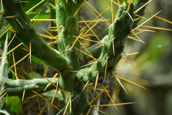 Kaktus Mit Langen Gelben Spitzdornen Nahaufnahme Einer Grünen Kakteenpflanze Mit lizenzfreie Stockfotos