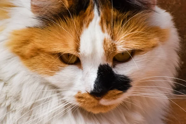 Close-up of cat face with white fur and brown and black spots, the feline looks pensive