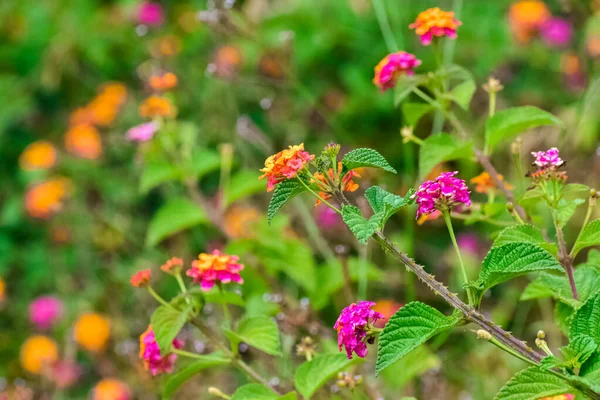 Small Lantana Flowers Grouped Inflorescence Called Corymb Defocused Background Lantana — Stock Photo, Image