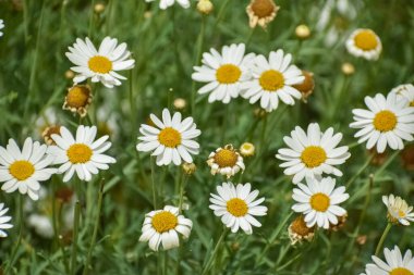 Beyaz manzonillon çiçekleri, papatyaya benzer bitkiler. Gölgeli ormanların en az gölgeli bölgelerinde ve taze çayırlarda sık rastlanan bir türdür..