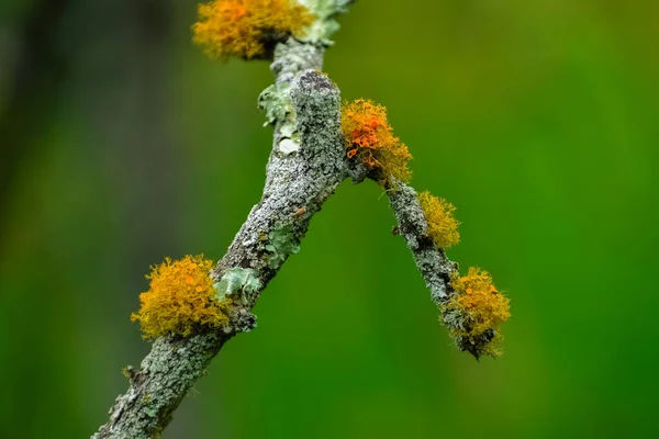 Kuru Ağaç Gövdesinde Canlı Renkli Liken Çiçekleri Çözünmüş Yeşil Arka — Stok fotoğraf