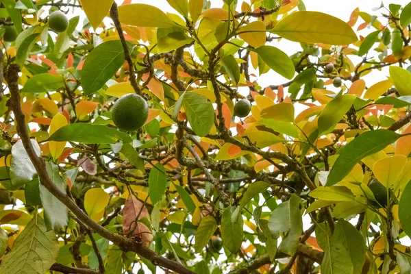 Saisonale Ernte Der Grünen Bio Avocado Tropische Avocado Reift Auf — Stockfoto