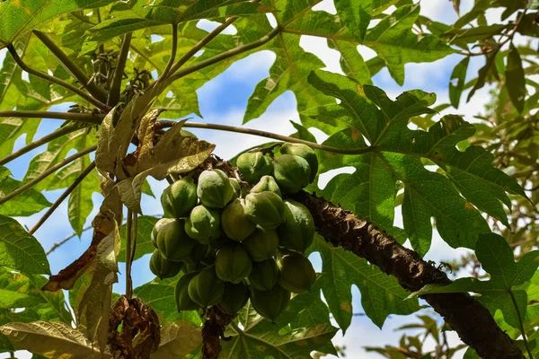 Kleine Papayas Die Noch Nicht Reif Sind Deren Früchte Baum — Stockfoto